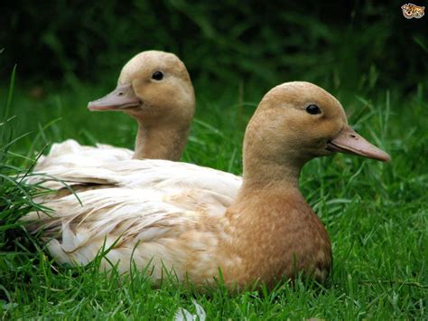 5 Duck Breeds That are Great to Keep in the Garden ...