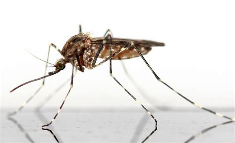 5 dúvidas recorrentes sobre o serviço de controle de mosquitos | Tire ...