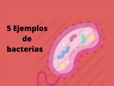 5 ejemplos de bacterias  BIEN EXPLICADO