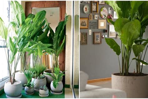 5 espécies de plantas para ter dentro de casa   Juicy Santos