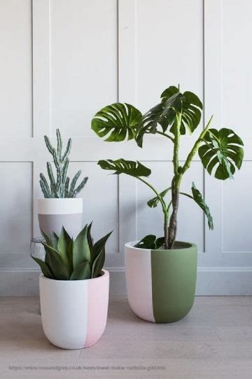 5 exclusivas y originales plantas para interior de casa