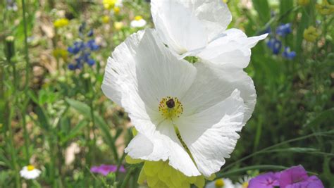 5 Facts About Texas Wildflowers | Garden Style San Antonio