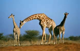 5 fascinantes curiosidades sobre las jirafas   Batanga