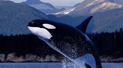 5 fatos e curiosidades sobre as orcas, as  baleias ...