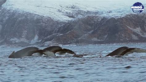 5 fatos e curiosidades sobre as orcas!   YouTube