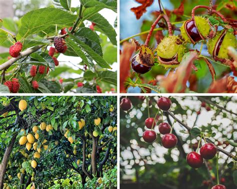 5 frutales de rápido crecimiento: datos y recomendaciones | Plantas