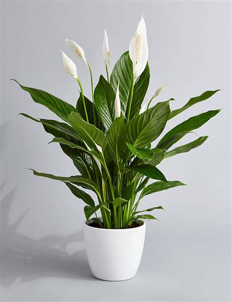 5 Hard to Kill Houseplants That Will Make Your Home Feel ...
