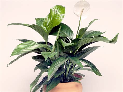5 Hard To Kill Indoor Plants Perfect For Your Place