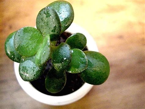 5 houseplants for removing indoor air pollution : TreeHugger