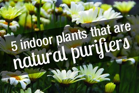 5 indoor plants that are natural purifiers   Greenpeace ...