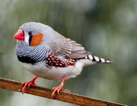 5 Interesting Facts About Zebra Finches | Hayden s Animal ...