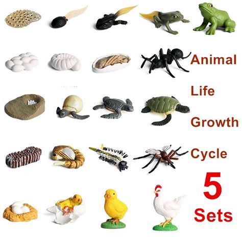 5 juegos de simulación de animales insectos ciclo de vida modelo Mini ...