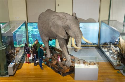 5 mejores museos de historia natural   Mis Animales