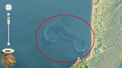 5 Misteriosas Criaturas Marinas Captadas Por Google Earth ...