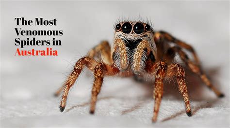 5 Most Venomous Spiders in Australia With Videos