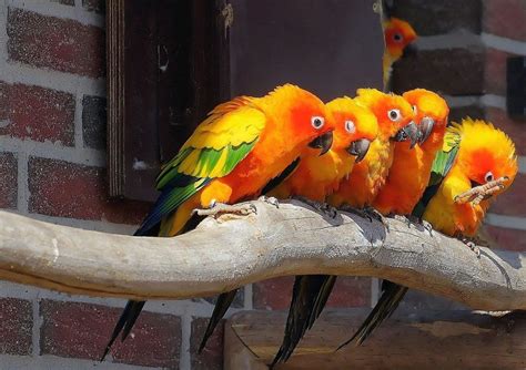 5 Pájaros Exóticos para tener en Casa ComoConseguirque.com Comoconseguirque