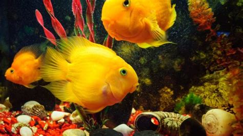 5 peces de agua fría para tu acuario