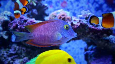 5 peces indispensables en el acuario marino — Revista ...