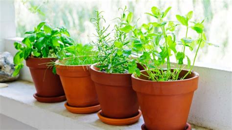 5 plantas aromáticas que puedes cultivar en casa | Cocina ...