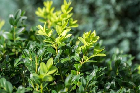 5 Plantas de exterior resistentes para todo el año | Verdecora