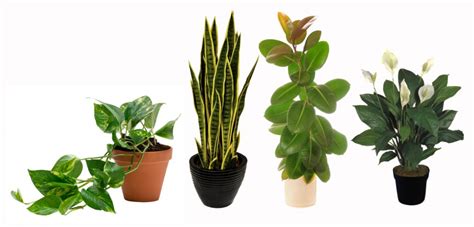 5 Plantas de sombra para decorar tu espacio y purificar el ...