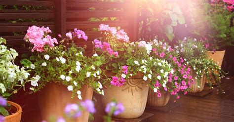 5 plantas de verano para tener a pleno sol | Blog Verdecora