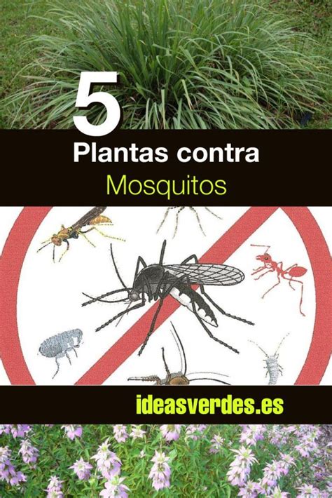 5 Plantas fáciles de cultivar repelentes contra mosquitos ...