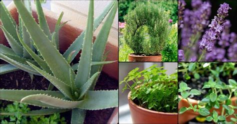 5 plantas medicinales que puedes plantar en casa