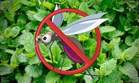 5 Plantas que ahuyentan mosquitos   Funcionan de verdad ...