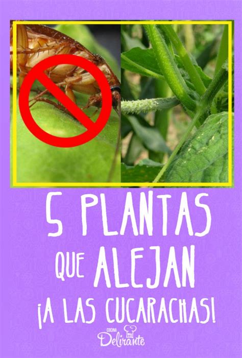 5 plantas que alejan a las cucarachas de tu casa