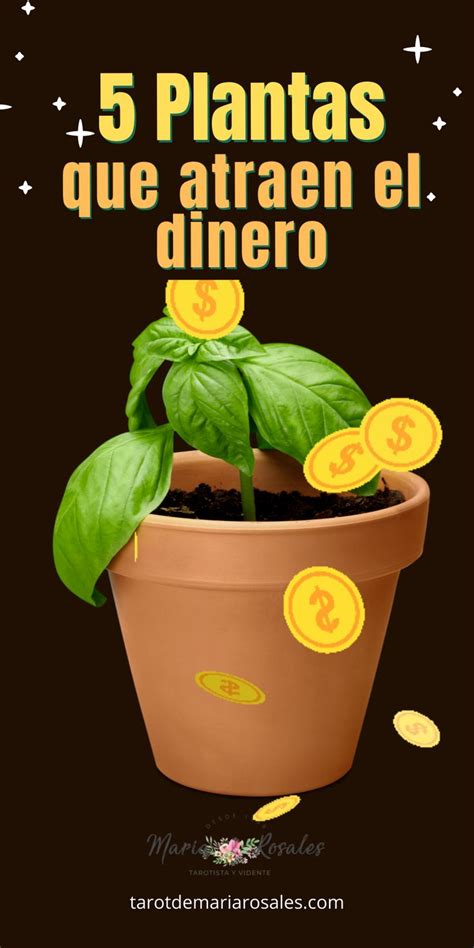 5 Plantas que atraen dinero | Plantas para atraer dinero ...