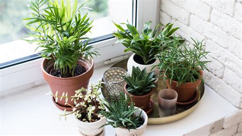 5 plantas que debes tener en casa