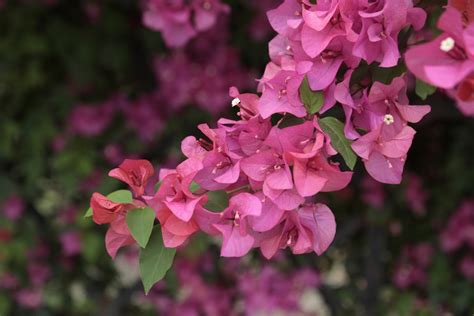 5 plantas trepadoras con flores rosas | FloraQueen ES