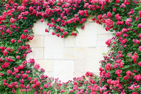 5 plantas trepadoras con flores rosas | FloraQueen ES