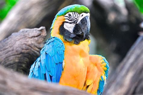 5 Reasons Why Exotic Birds Are Given Up, And How You Can ...
