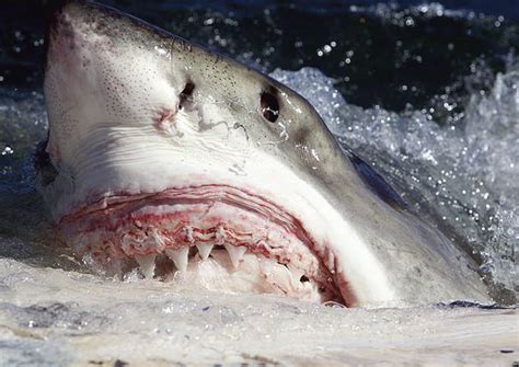 5 Reasons Why Great White Sharks are the Blackberry of the ...