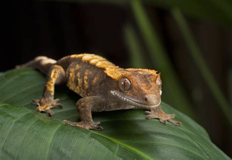 5 reptiles domésticos para tener como mascota   Mis Animales