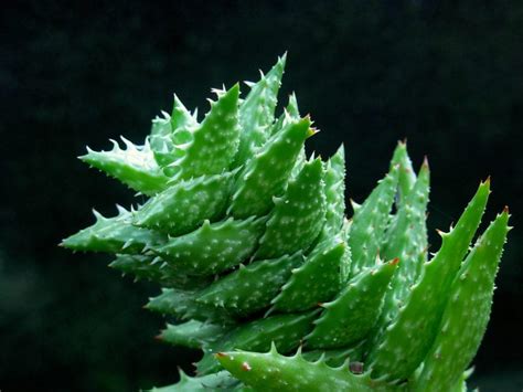 5 tipos de Aloe para decorar tu patio o terraza