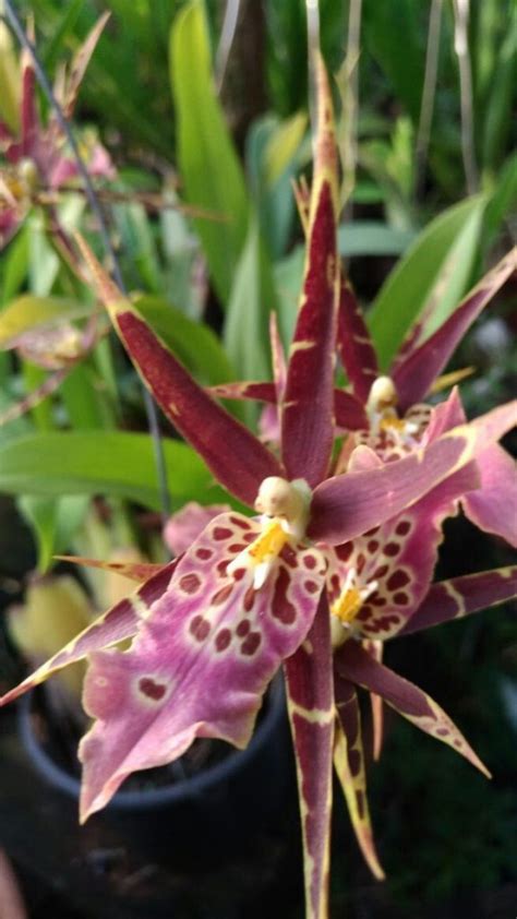 5 tipos de orquídeas populares