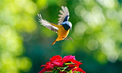 5 tips para evitar los pájaros en tu jardín