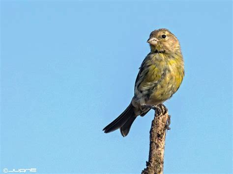 5 tips sobre el canto del canario | Fanmascotas