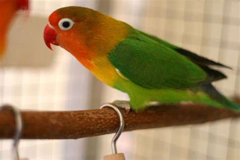 5 Tips to Keep Exotic Birds Warm During Winter