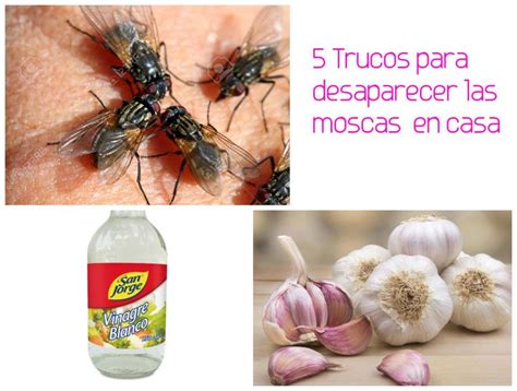 5 Trucos para eliminar o espantar las moscas en casa ~ cositasconmesh ...