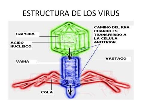 5. virus