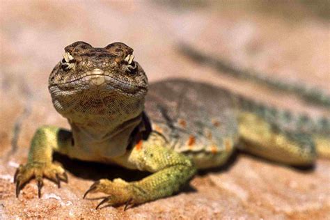 5 Ways to Distinguish Reptiles From Amphibians and Fish