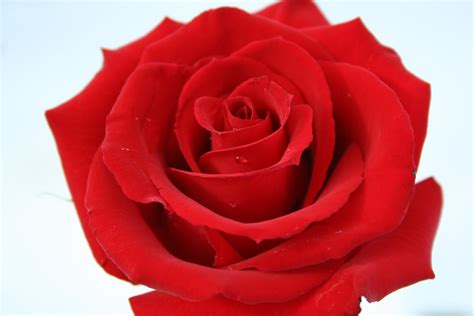 50 Beautiful Red Rose Images To Download