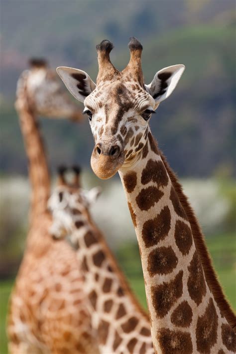 50+ Giraffe Fotos · Pexels · Kostenlose Stock Fotos