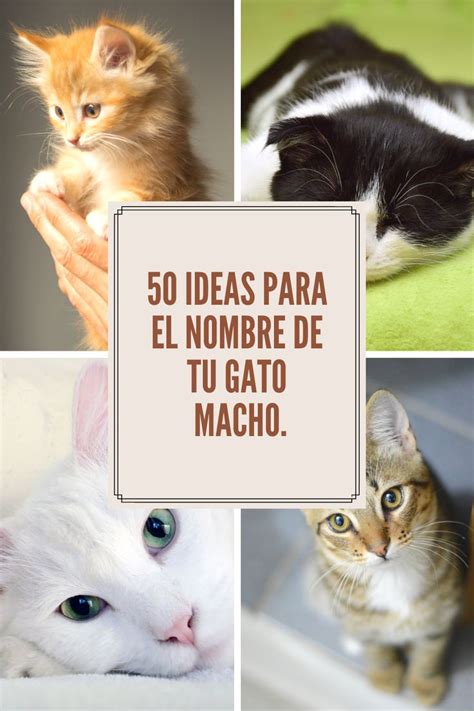 50 IDEAS PARA EL NOMBRE DE TU GATO MACHO | Pets, Cats, Cinema