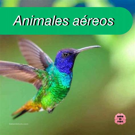 +50 Tipos de Animales Aéreos con características, ejemplos y fotos ...