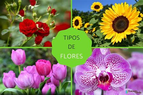 50 tipos de flores y su significado   Clases, nombres y fotos